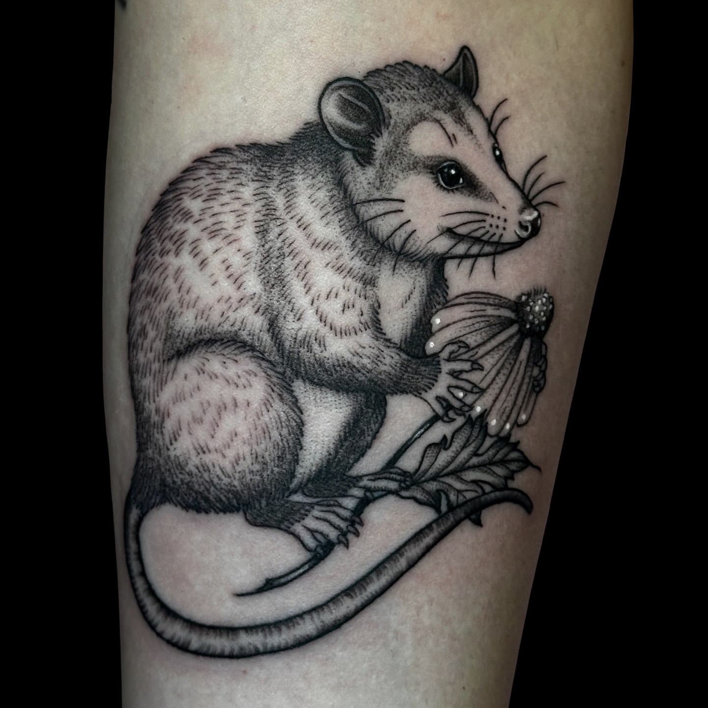 Fine-line opossum holding a flower, on a forearm.